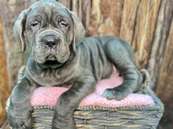 Neapolitan Mastiff-DOG-Male-Blue-21951-Petland Fort Myers, Florida