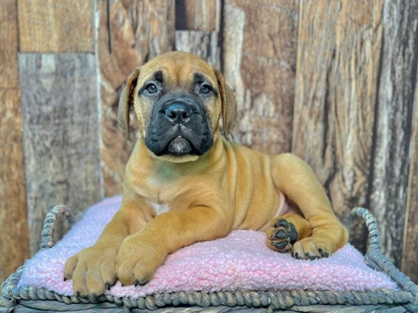 Bull Mastiff DOG Female Red 21953 Petland Fort Myers, Florida