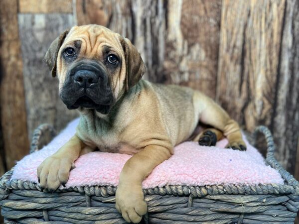 Cocker Spaniel/Shar Pei-DOG-Male-Brown-21925-Petland Fort Myers, Florida