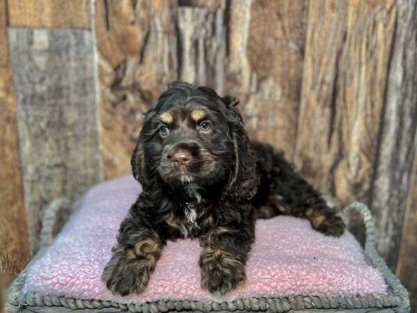 Cocker Spaniel DOG Male Chocolate 21928 Petland Fort Myers, Florida