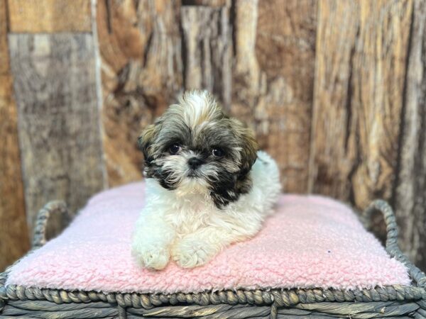 Shih Tzu DOG Female Tri 21934 Petland Fort Myers, Florida