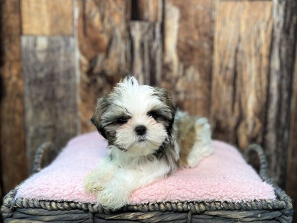 Shih Tzu-DOG-Male-Tri-21933-Petland Fort Myers, Florida