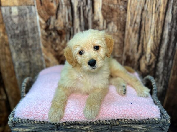 Goldendoodle DOG Male Light Golden 21949 Petland Fort Myers, Florida