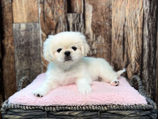 Pekingese DOG Male Lemon 21946 Petland Fort Myers, Florida