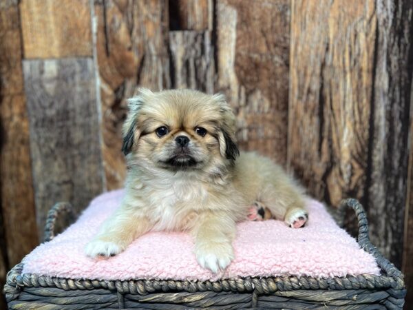 Pekingese DOG Male Sable 21947 Petland Fort Myers, Florida