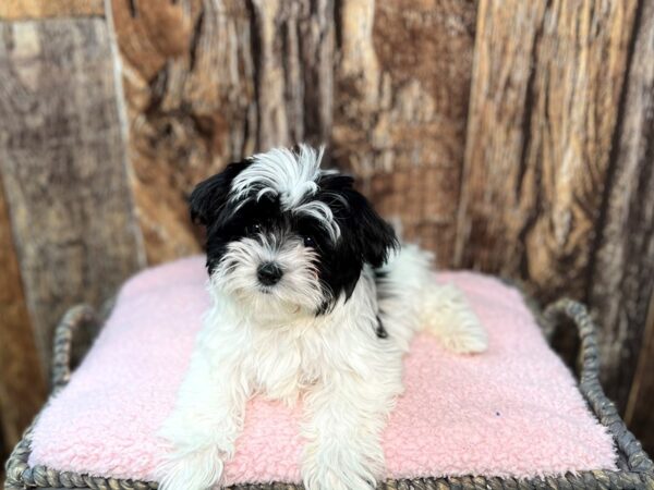 Morkie (Maltese/Yorkshire Terrier)-DOG-Female-Black White & Tan-21952-Petland Fort Myers, Florida