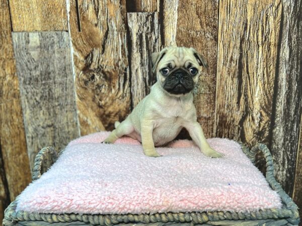 Pug DOG Female Fawn 21948 Petland Fort Myers, Florida