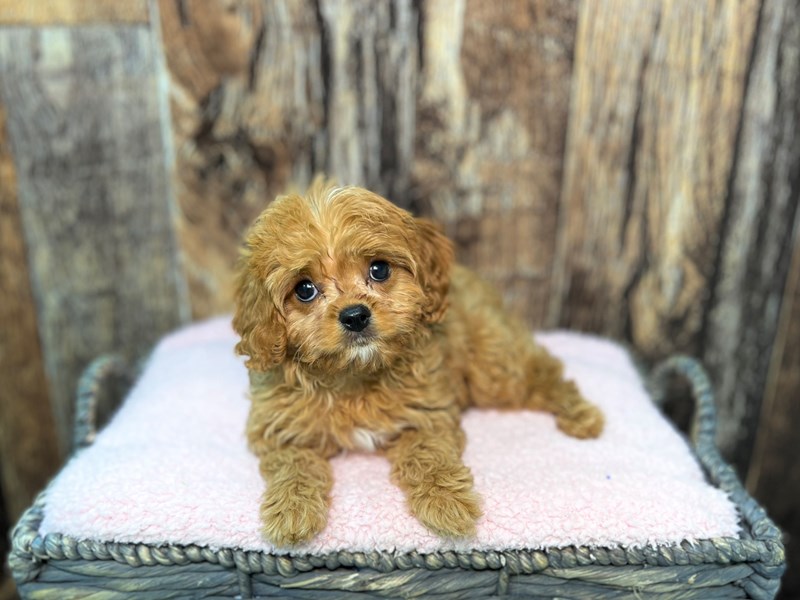 Cavapoo Puppy Ruby ID:21931 Located at Petland Fort Myers, Florida