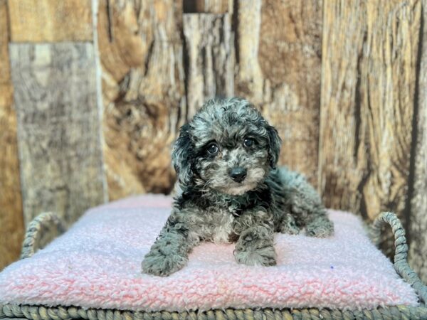 Miniature Poodle DOG Female Blue Merle 21930 Petland Fort Myers, Florida