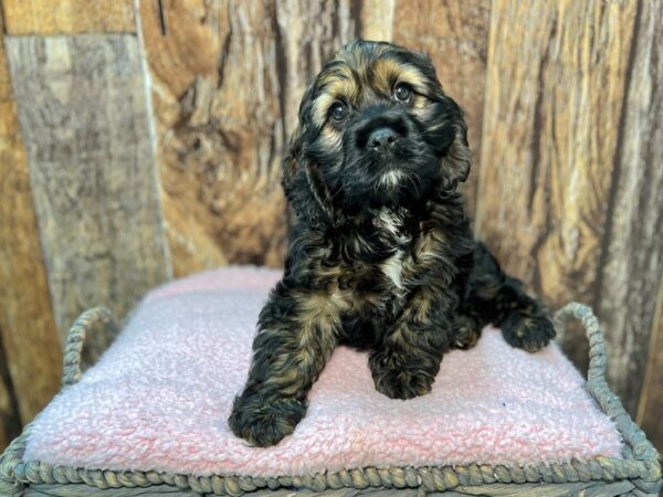 Cocker Spaniel-DOG-Female-Red Sable-21929-Petland Fort Myers, Florida