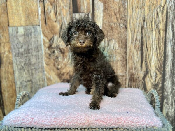 F1b Cavapoo DOG Female C/T 21944 Petland Fort Myers, Florida