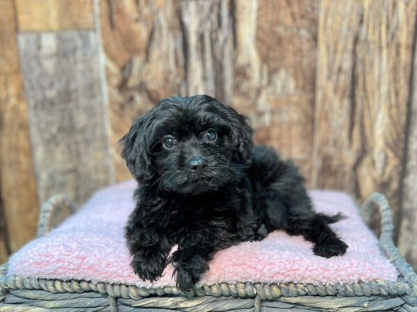 F1b Cavapoo-DOG-Male-Black/Sable-21943-Petland Fort Myers, Florida