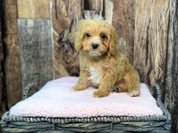 Cavachon Poo-DOG-Male-Apricot-21941-Petland Fort Myers, Florida