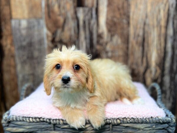 Cavachon Poo DOG Female Apricot 21942 Petland Fort Myers, Florida