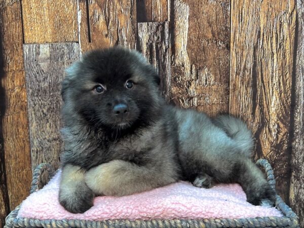 Keeshond-DOG-Female-Black & Silver-21966-Petland Fort Myers, Florida