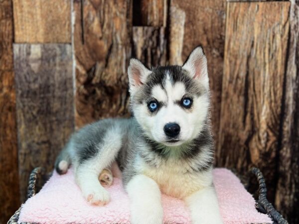 Siberian Husky DOG Female Black & White 21965 Petland Fort Myers, Florida