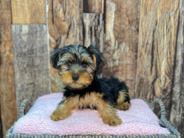 Yorkshire Terrier DOG Male Black & Tan 21963 Petland Fort Myers, Florida