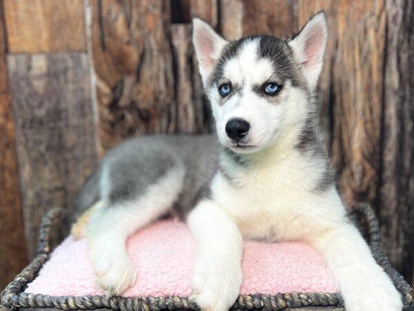 Siberian Husky DOG Male Black & White 21979 Petland Fort Myers, Florida