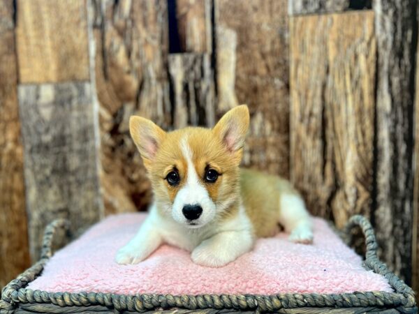 Pembroke Welsh Corgi DOG Female Red & White 21977 Petland Fort Myers, Florida