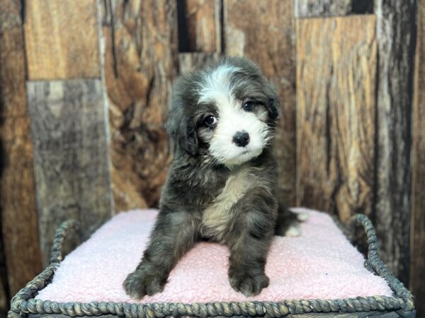 Mini Bernadoodle-DOG-Female-Blue Merle-21976-Petland Fort Myers, Florida