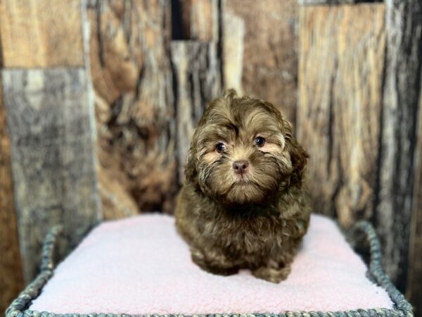 Shih Tzu/Poodle DOG Female BR 21975 Petland Fort Myers, Florida