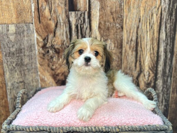 F1B Cavachon DOG Female Sbl/Prti 21968 Petland Fort Myers, Florida