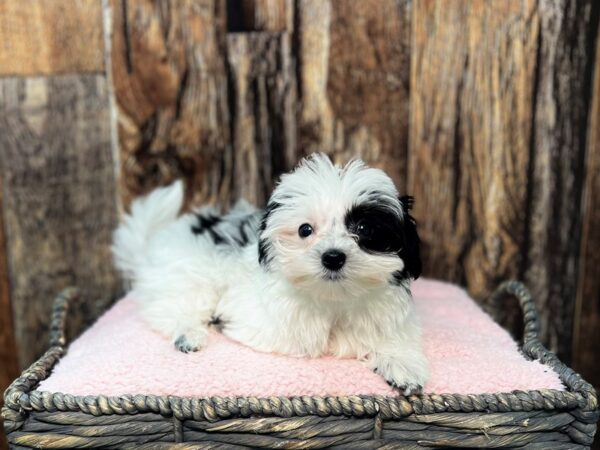 Havanese DOG Female White & Black 21973 Petland Fort Myers, Florida