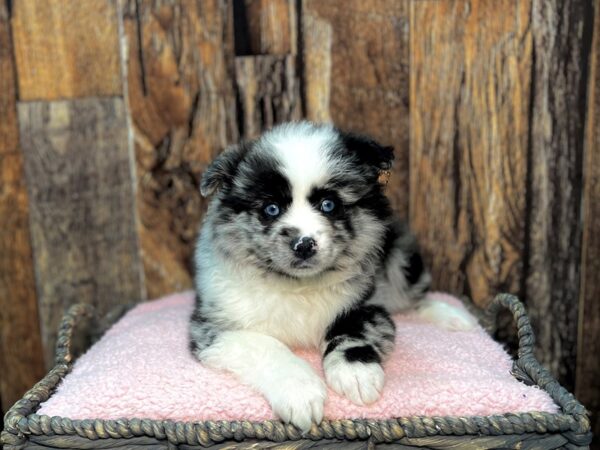 Pomsky 2nd Gen-DOG-Male-Blue Merle-21972-Petland Fort Myers, Florida