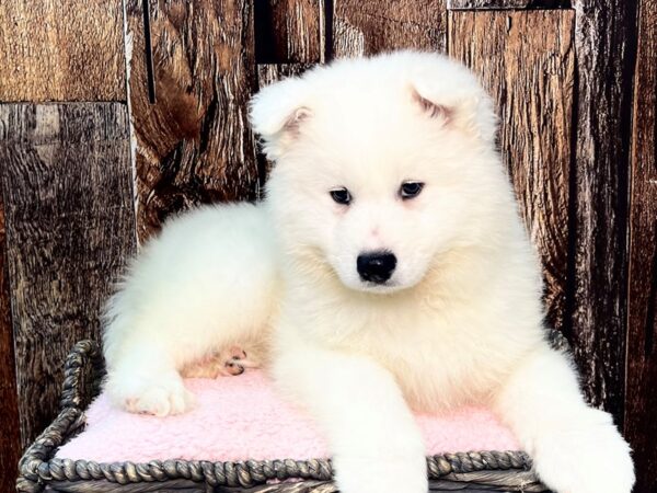 Samoyed DOG Male White 21971 Petland Fort Myers, Florida