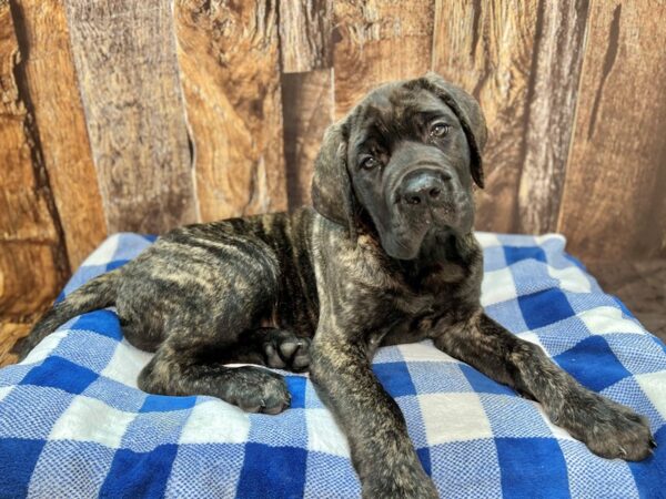 Mastiff DOG Female Brindle 22009 Petland Fort Myers, Florida