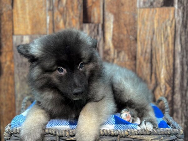 Keeshond DOG Male Black & Silver 22008 Petland Fort Myers, Florida