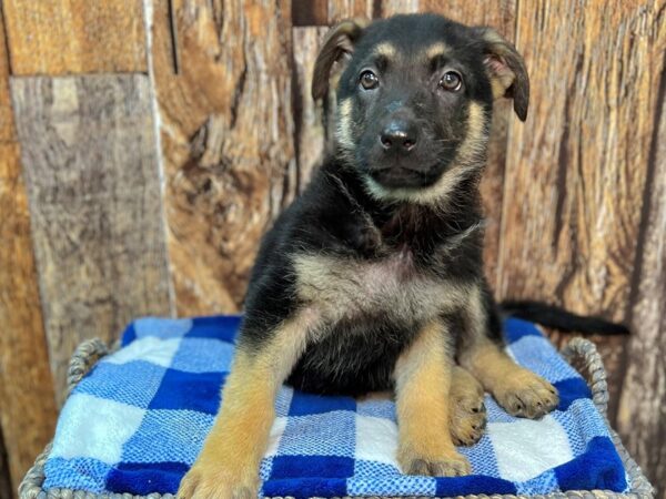 German Shepherd DOG Female Black & Tan 22007 Petland Fort Myers, Florida