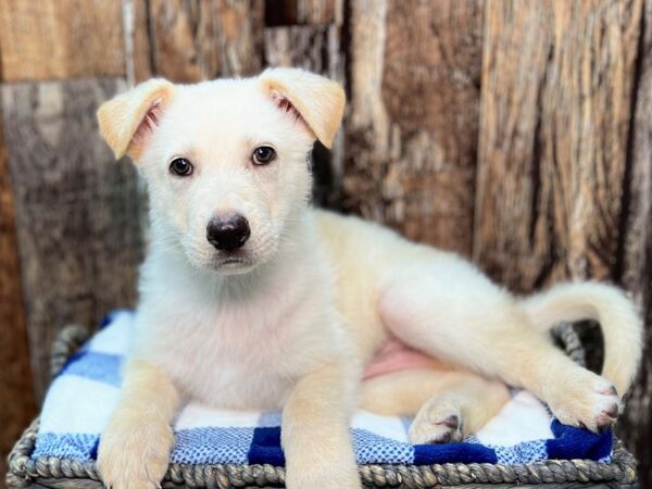 German Shepherd DOG Male White 22006 Petland Fort Myers, Florida