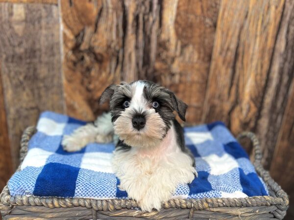 Miniature Schnauzer DOG Female Salt & Pepper, Parti 22005 Petland Fort Myers, Florida