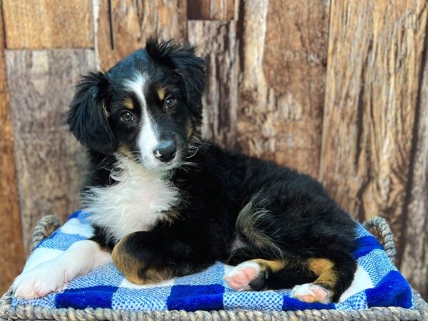 Mini Australian Shepherd DOG Male Black Tan & White 22003 Petland Fort Myers, Florida