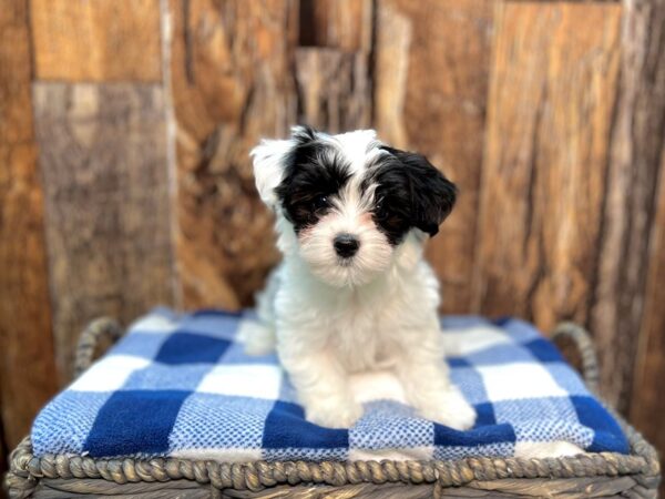 Morkie (Maltese/Yorkshire Terrier) DOG Female Black & White, Parti 22002 Petland Fort Myers, Florida