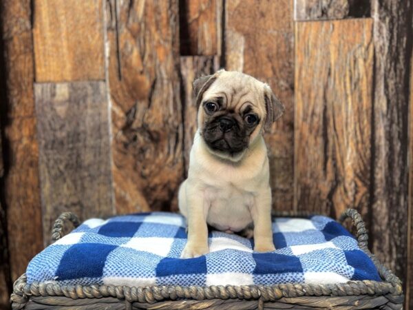 Pug DOG Male Fawn 22000 Petland Fort Myers, Florida