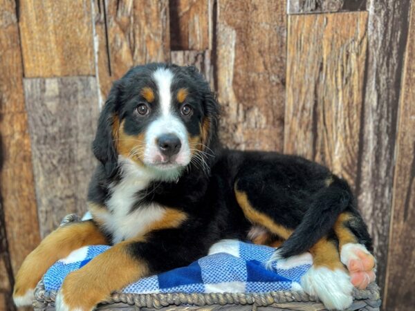 Bernese Mountain Dog-DOG-Female-Tri-21999-Petland Fort Myers, Florida