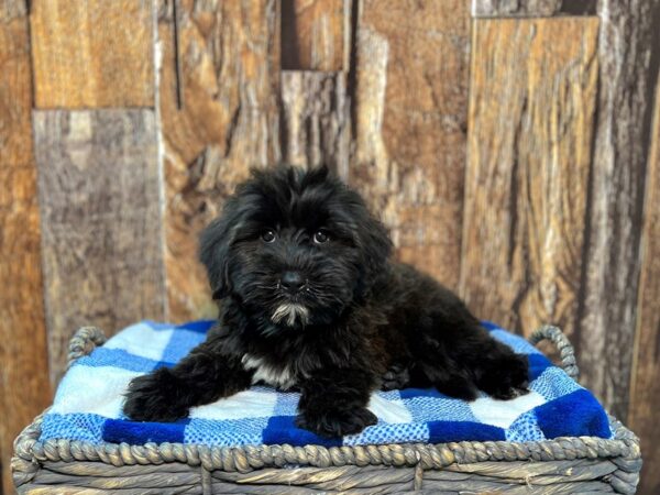 Mini Golden Whoodle-DOG-Female-Sable-21991-Petland Fort Myers, Florida