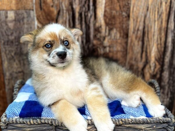 Pomsky 2nd Gen DOG Male Brown & White 21993 Petland Fort Myers, Florida