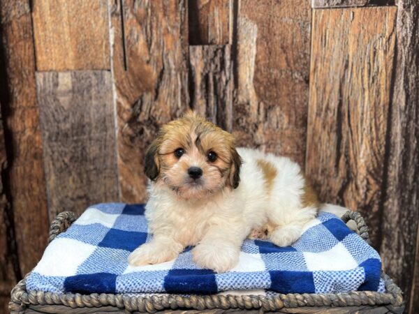 Zuchon-DOG-Female-Brown & White-21987-Petland Fort Myers, Florida