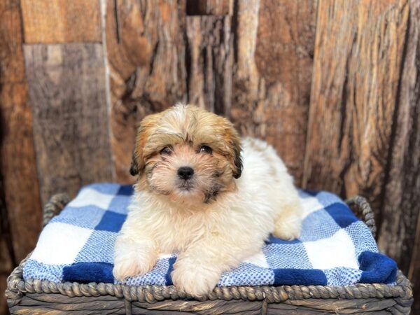 Zuchon-DOG-Male-Brown & White-21986-Petland Fort Myers, Florida