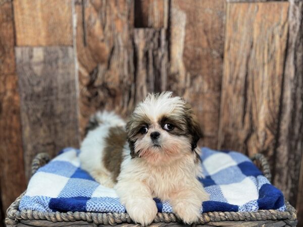 Shih Tzu DOG Female Tri 21985 Petland Fort Myers, Florida