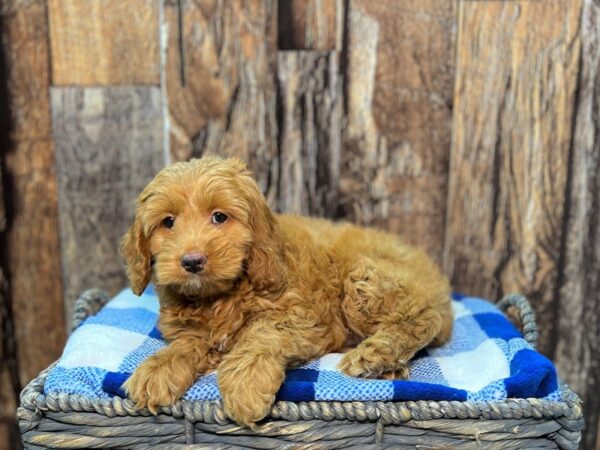 Cockapoo DOG Female Apricot 21980 Petland Fort Myers, Florida