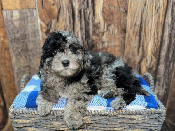 Cava Poo-DOG-Male-Black-21994-Petland Fort Myers, Florida