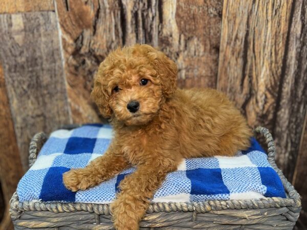 Goldendoodle/Mini Poodle-DOG-Male-Red-21996-Petland Fort Myers, Florida