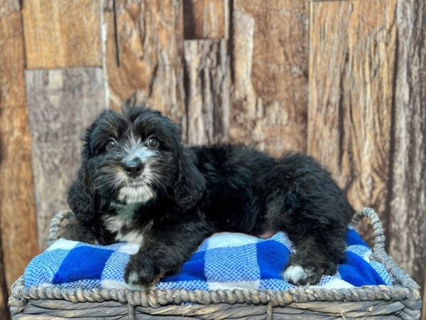 Mini Poodle/Bernedoodle-DOG-Male-Black & White-21997-Petland Fort Myers, Florida