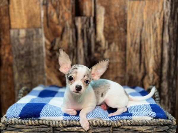 Chihuahua-DOG-Female-Blue Merle-21992-Petland Fort Myers, Florida