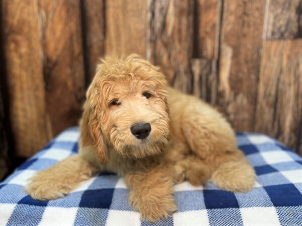 Goldendoodle DOG Male Apricot 22011 Petland Fort Myers, Florida