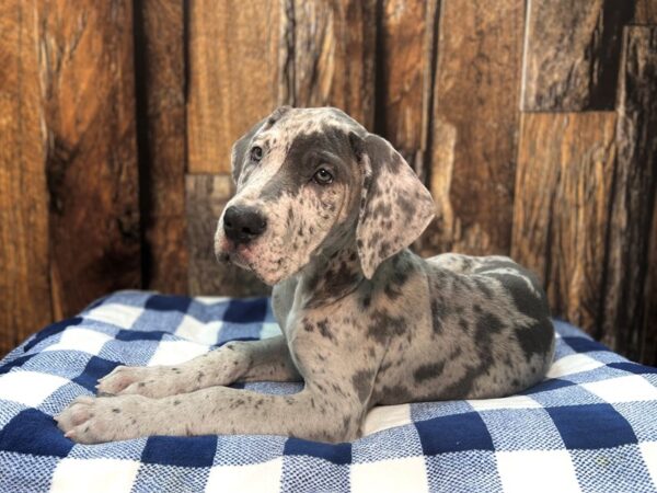 Great Dane DOG Female Merle 22024 Petland Fort Myers, Florida